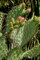 Cactus Flowers II Poster Print by George Johnson - Item # VARPDXPSJSN201